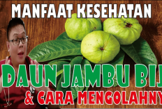 3 Manfaat Daun Jambu Biji untuk Lambung dan Redakan Gerd, MasyaAllah Banget Khasiatnya, Yuk Simak Bestie!