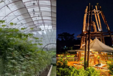 Rekomendasi Wisata Malang Terbaru: Nikmati Keindahan Gamma Grape & Kanvill Dau!