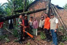 Angin Kencang Pohon Kelapa Tumbang Timpa Rumah Warga, Nasib Penghuninya Bikin Miris