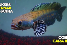 Info Bisnis, Budidaya Ikan Channa Bisa Cuan Sampai Puluhan Juta 1 Kali Panen, Tertarik Untuk Memulai?