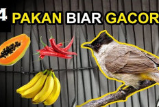 4 Rekomendasi Pakan Burung Kutilang, Nomor 3 Rahasia Agar Kicau Makin Gacor, Kok Bisa?