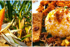 Ini Dia 5 Manfaat Mengonsumsi Beras Jagung! Berikut juga Cara Membuatnya, Simak Disini