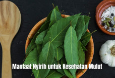 Meski Sering Dianggap Kuno, Ternyata Ini 4 Manfaat Nyirih untuk Kesehatan Mulut yang Bikin Nafas Segar