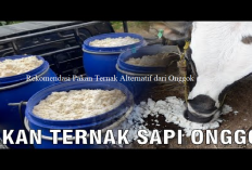 Info Ternak, Rekomendasi Pakan Alternatif Untuk Ternak Sapi, Onggok Jadi Pilihan Terbaik!