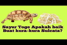 Info Ternak, Manfaat Sayur Toge untuk Pakan Kura-Kura Sulcata yang Perlu Kamu Ketahui