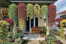 3 Rekomendasi Tanaman Ajaib yang Bikin Teras Rumah Mewah Tanpa Biaya Besar, Cek Disini! 