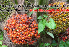 Harga TBS Sawit Sumatera Hari Ini: Sempat Turun, Kini Merangkak Naik! Petani di Riau Senyum Lebar