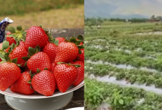 Rahasia Sukses Petani Stroberi Sembalun: Omzet Rp5 Juta per Hari! Mau Coba?