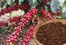 Harga Kopi Robusta Bengkulu Hari Ini Masih Tinggi, Petani Kepahiang Disarankan Tahan Jual Dulu, Ada Apa?