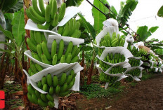 Pemula Wajib Tau Nih! 3 Langkah Penting Dalam Budidaya Pisang yang Bisa Bikin Penen Melimpah, Nomor 1 Wajib