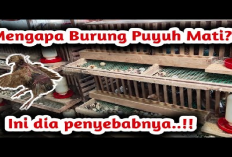 Kamu Harus Tau Nih! Mengatasi Tantangan Penyebab Kematian Burung Puyuh dan Solusinya,Gini Caranya