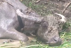 Menangis Pilu! Ratusan Kerbau Mati Mendadak, Membuat Peternak Terpaksa Jual Ternak Dengan Harga yang Murah