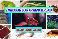 Rekomendasi 5 Makanan Ikan Arwana Untuk Mutasi dan Pertubuhannya, Yuk Simak Apa Aja?