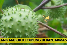 Heboh! Akibat Mabuk Kecubung, 2 Tewas dan 35 Orang Masuk RSJ di Banjarmasin... 