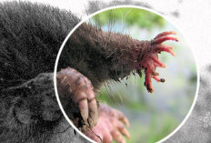 Yuk Simak! 5 Jenis Hewan Dengan Bentuk Tubuh yang Aneh, Nomor 5 Bikin Ngilu Pria, Kenapa?