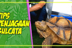 Info Ternak, 8 Tips Membawa Kura-Kura Sulcata Mudik Dengan Aman dan Nyaman