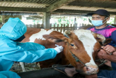 Musim Penyakit! Perkuat Pertahanan Ternak, 500 Sapi di Bandung Divaksinasi Cegah PMK Menular