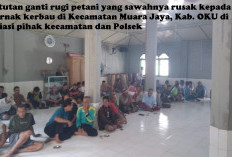 Waduh! 50 Hektare Sawah yang Siap Panen Rusak Akibat Hewan Ini, Petani Tuntut Ganti Rugi