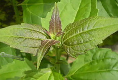 6 Manfaat Balakacida: Gulma yang Menjadi Penyelamat Kesehatan, Salah satunya untuk Tukak Lambung