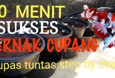 100 Persen Di Jamin Sukses! Tips Budidaya Ikan Cupang untuk Pemula, Gini Penjelasannya