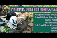 Info Ternak, 8 Cara Budidaya Kelinci Dengan Metode Umbaran, Tips Ramah Lingkungan Dalam Memelihara Hewan