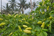 Penyuka Pedas Bisa Pesta Nih, Kementan Jamin Stok Cabai Aman selama Ramadan dan Idulfitri 1447 H