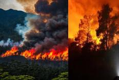 Api Tak Terkendali! Hutan Jepang Terbakar Seluas 3 Kali Lipat Monako, Ratusan Warga Dievakuasi