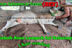 Info Ternak, Peternak Tak Perlu Khawatir Begini Cara Mengobati Sapi Lumpuh, Jamin Sembuh Pak!
