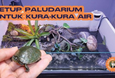 6 Tips Perawatan Kura-kura Air, Nomor 1 Sering Diabaikan, Wajib Tau Sebelum Kamu Mau Adopsi!