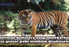 Mitos atau Fakta? Keheningan Total Si Raja Rimba Harimau Sumatera
