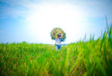 Yes! Stok Pangan Strategis Selama Nyepi dan Idulfitri Aman