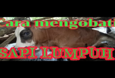 Jangan Khawatir! 7 Cara Mengatasi Sapi Sakit Lumpuh 100 Persen Pasti Berhasil, Peternak Wajib Tau...