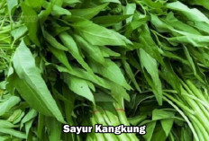 Bukan Cuma Nikmat, Ini Manfaat Sayur Kangkung Bagi Kesehatan, Begini Tips Masaknya