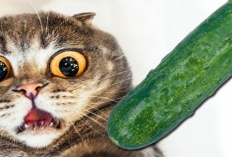 Bikin Geleng-geleng Kepala! Terkenal Sebagai Hewan Karnivora Alami, Kucing Satu ini Malah Mukbang Timun...