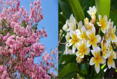 Serupa Tapi Tak Sama, Berikut 5 Perbedaan Antara Tanaman Tabebuya dan Kamboja!