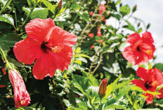 Kembang Sepatu: Tanaman Ajaib Mengatasi 6 Masalah Kesehatan hingga Menghilangkan Racun