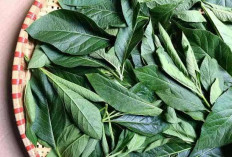 8 Manfaat Daun Melinjo yang Jarang Diketahui, Nomor 4 Bisa Membuat Tampil Lebih Muda dan Segar