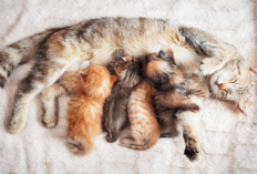 Berapa Lama Sih Waktu yang Diperlukan Kucing Hamil Hingga Melahirkan? Simak Penjelasannya Disini...