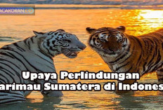 Miris Harimau Sumatera Terancam Punah Ternyata Ini Penyebab kepunahannya