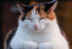 Benarkah Kucing Belang Telon Jantan Dapat Membawa Keberuntungan Bagi Pemiliknya? ini Faktanya...