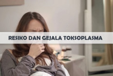 Gejala Penyakit Toksoplasmosis yang Berbahaya Bagi Kesehatan Ibu Hamil Dan Janin, Bagini Cara Mencegahnya...