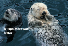 5 Tips Perawatan Otter Agar Cepat Tumbuh Besar dan Sehat, Simak di Sini Caranya...