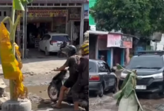 Miris! Jalan Rusak Tak Diperbaiki 8 Tahun, Warga Deli Serdang Tanam Pisang di Tengah Jalan