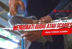 8 Cara Mengobati Domba Sakit Gudik Dengan Efektif Tips Kesehatan Bagi Hewan Ternak, Gini Solusinya!