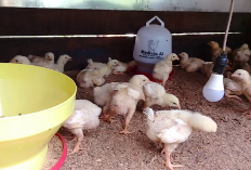 Kamu Harus Tau Nih! 5 Faktor Penting Dalam Usaha Ayam Broiler Jika Ingin Sukses, No 5 Penting Banget