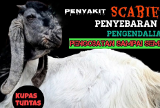 Waspadai dan Tanggapi Dengan Cermat Tanda-tanda Kambing Sakit Gudik, Kalau Dibiarkan Bisa Berakibat Fatal
