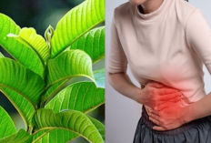 5 Manfaat Daun Jambu Biji untuk Lambung dan Diare, Ternyata Selama Ini Bisa Cepat Sembuh Kalau...