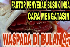 Tips Menghadapi Tantangan Penyakit Insang Busuk Pada Ikan Peliharaan Serta Cara Pengobatannya, Apa Aja?