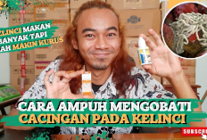 7 Tips Mengatasi Kelinci Cacingan Serta Langkah-Langkah Ampuh dan Perawatan yang Efektif, Gini Caranya