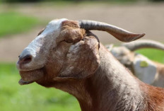 100 Persen Manjur! Cara Menyembuhkan Penyakit Gudik Parah pada Ternak Kambing dengan Bahan Alami